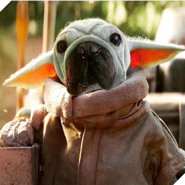 Chú chó nhỏ Mork nổi tiếng sau khi thoát khỏi trại thịt chó