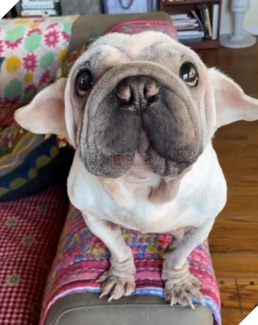 Chú chó nhỏ Mork nổi tiếng sau khi thoát khỏi trại thịt chó