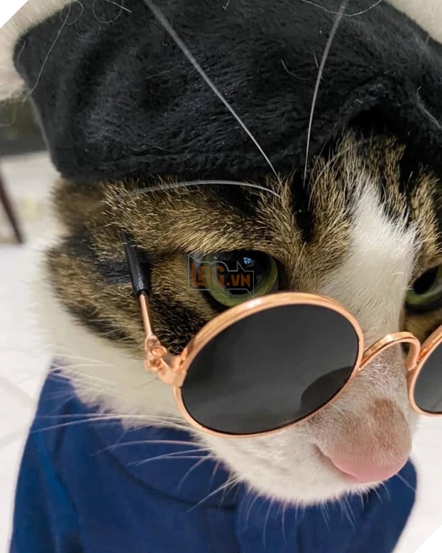 chú mèo cosplay gojo satoru jujutsu kaisen