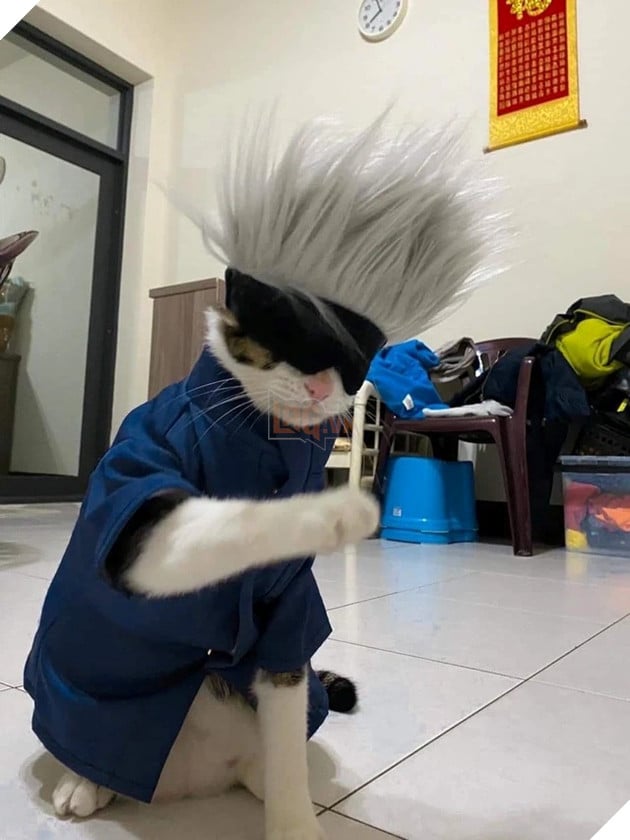 chú mèo cosplay gojo satoru jujutsu kaisen