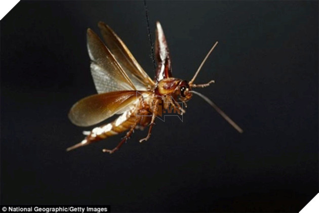 Biến đổi khí hậu giúp gián sinh sản nhiều hơn