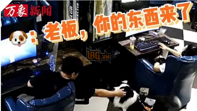 Quán cà phê Internet phục vụ chó ở Trung Quốc