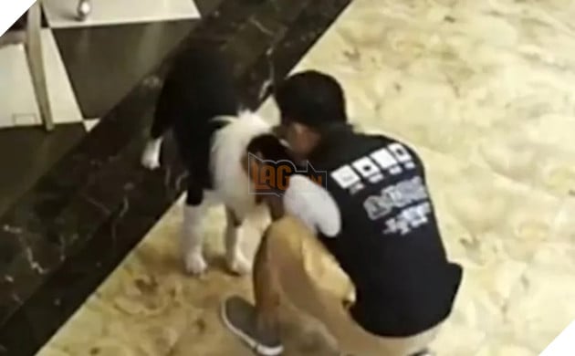 chú chó phục vụ quán net tại Trung Quốc