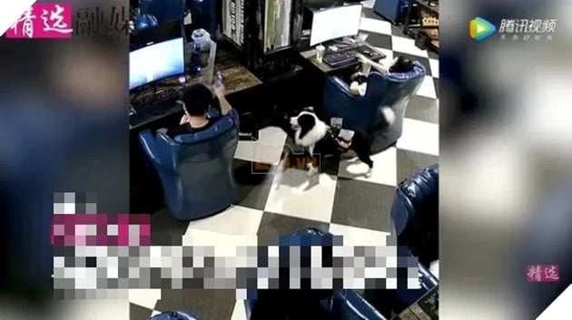 chú chó phục vụ quán net tại Trung Quốc