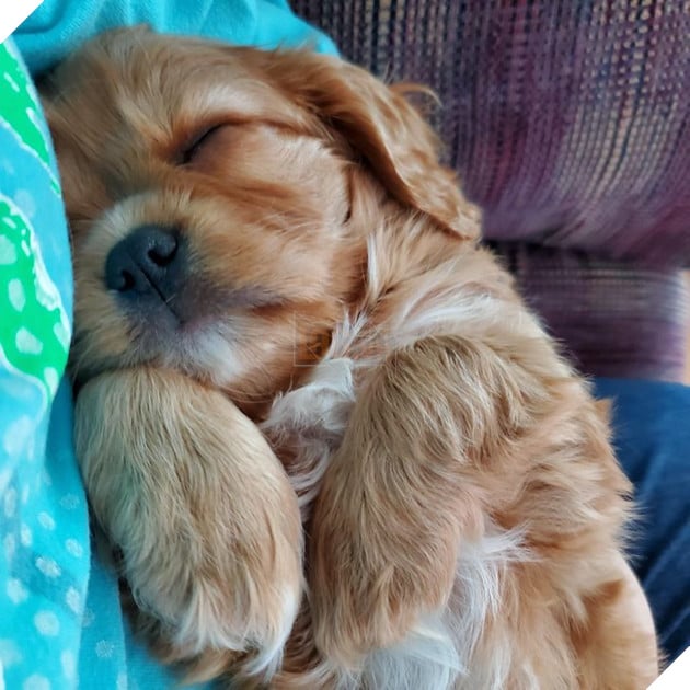 20 bé thú cưng dù im lặng nhưng lại có tấm lòng yêu thương sen vô bờ bến 10