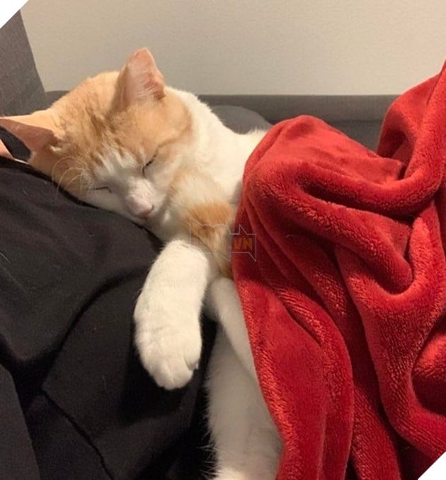 20 bé thú cưng dù im lặng nhưng lại có tấm lòng yêu thương sen vô bờ bến 16