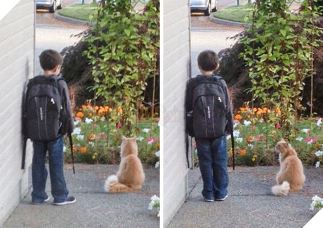 20 bé thú cưng dù im lặng nhưng lại có tấm lòng yêu thương sen vô bờ bến 2