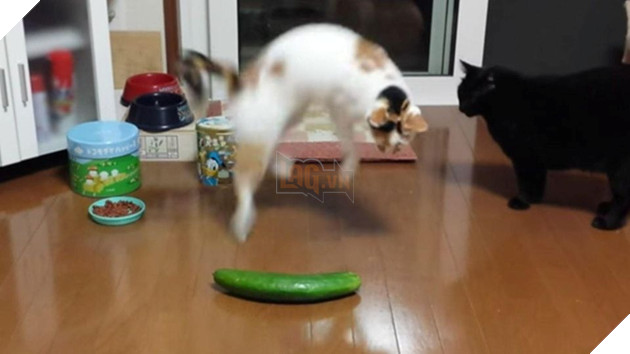 Tại sao một con mèo lại hoảng sợ khi nhìn thấy một quả dưa chuột?