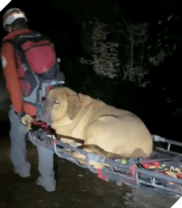 Chú chó nặng 86kg được giải cứu khỏi mệt mỏi và được đưa xuống núi