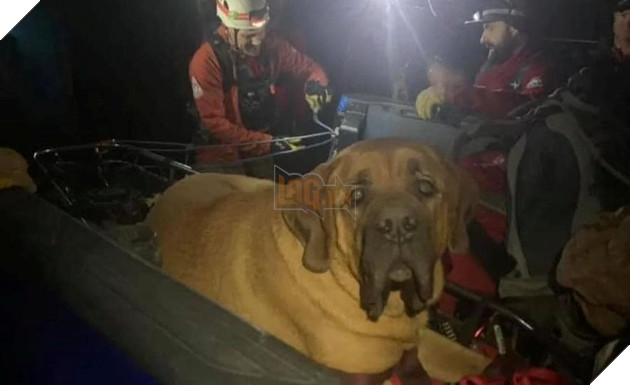 Chú chó nặng 86kg được giải cứu và đưa xuống núi vì quá mệt