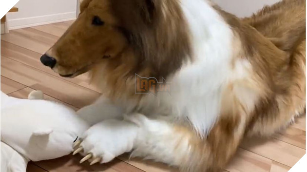 người đàn ông muốn sống một cuộc đời như thú cưng