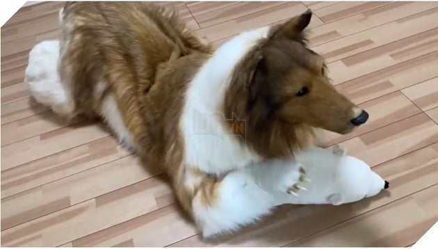 người đàn ông muốn sống một cuộc đời như thú cưng