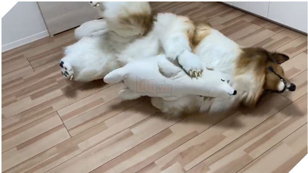 Kỳ lạ người đàn ông Nhật Bản muốn hóa trang và sống một cuộc sống như một chú chó