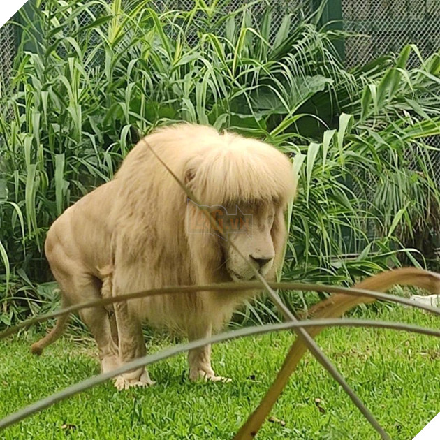 Cộng đồng mạng chê cười với bộ ảnh sư tử và quả đầu cắt moi làm cho sở thú Quảng Châu phải lên tiếng đính chính 3