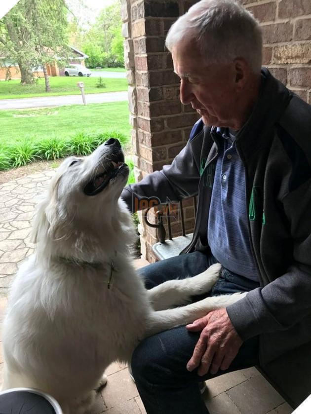 18 thú cưng thể hiện cảm xúc của mình mà không cần nói nên lời