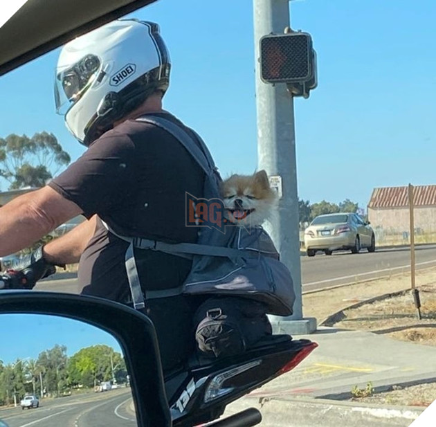 18 thú cưng thể hiện cảm xúc của mình mà không cần nói nên lời