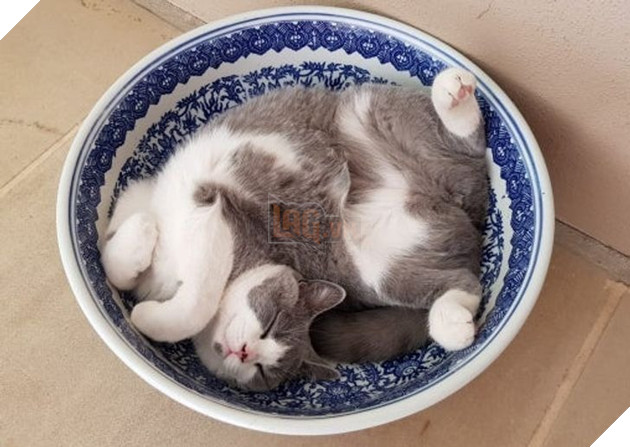 18 thú cưng thể hiện cảm xúc của mình mà không cần nói nên lời