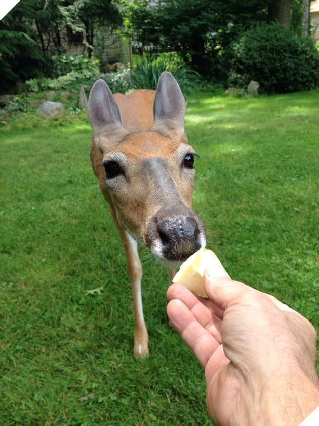 20 hình ảnh về con người gặp gỡ những loài vật hoang dã