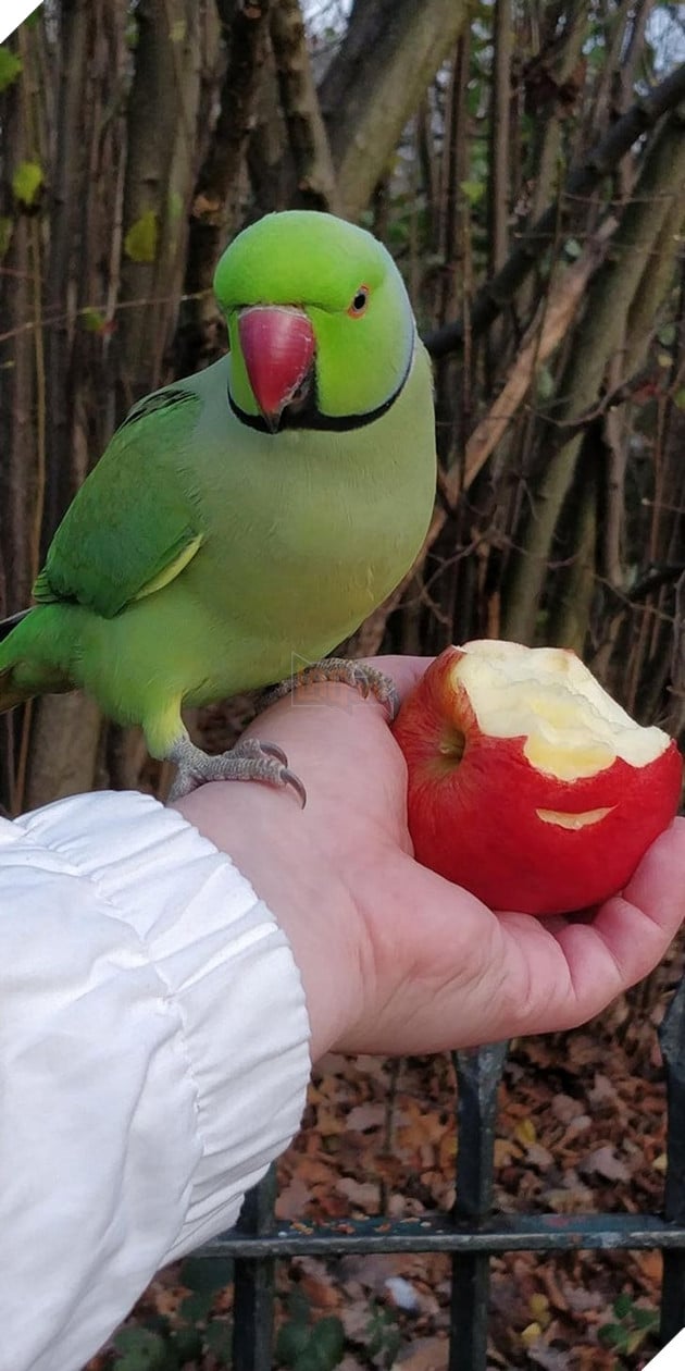 20 hình ảnh về con người gặp gỡ những loài vật hoang dã