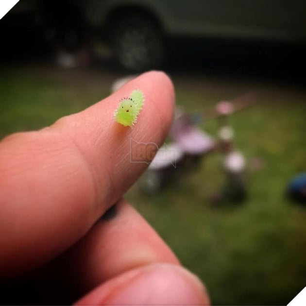 20 hình ảnh về con người gặp gỡ những loài vật hoang dã