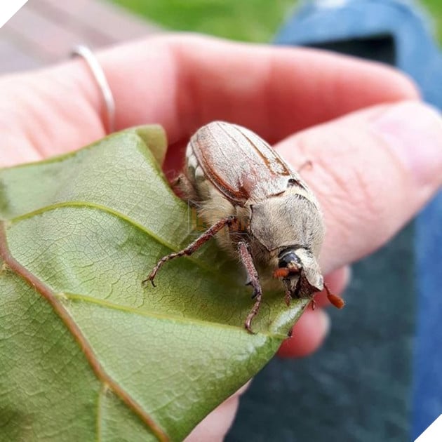 20 hình ảnh về con người gặp gỡ những loài vật hoang dã