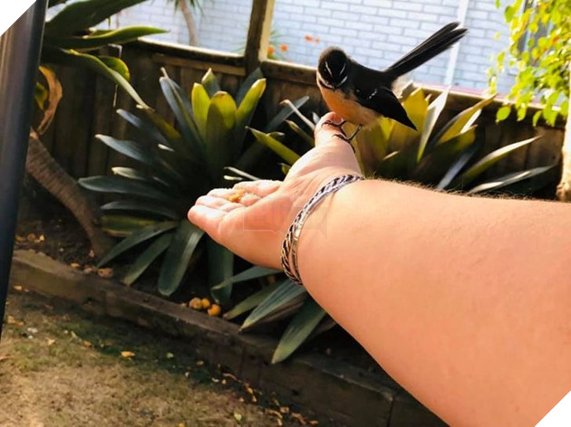 20 hình ảnh về con người gặp gỡ những loài vật hoang dã