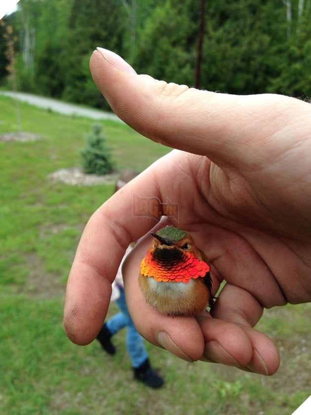 20 hình ảnh về con người gặp gỡ những loài vật hoang dã