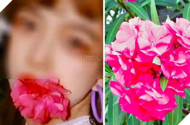 Ngậm hoa vào miệng để chụp ảnh tự sướng, nữ sinh ngộ độc đến nguy kịch