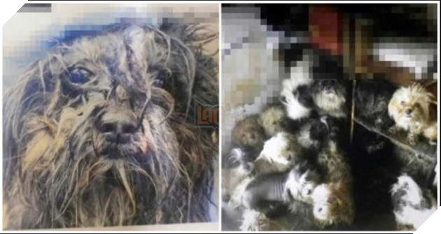 ngược đãi 221 chú chó