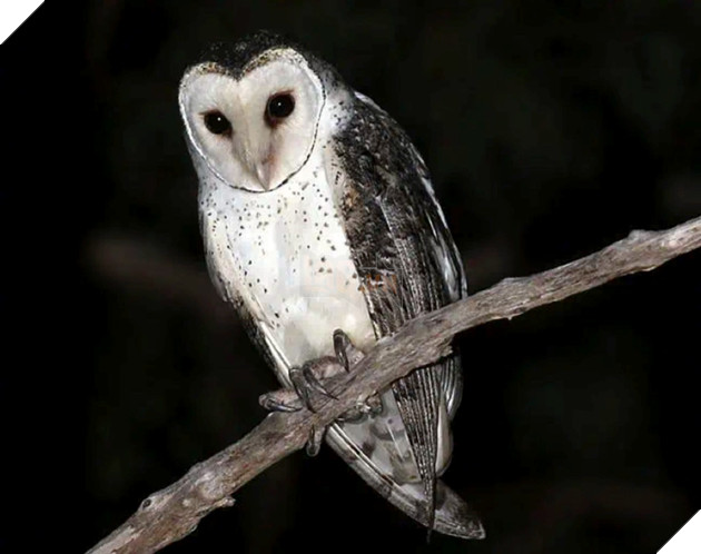 Điều gì sẽ xảy ra nếu Mặt trăng biến mất thực sự? 