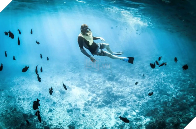 Những chú "Robot cá" này có thể nuốt chửng các hạt vi nhựa đang làm ô nhiễm môi trường biển