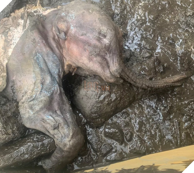 Xác voi ma mút 30.000 năm tuổi còn nguyên da và lông được tìm thấy tại một mỏ vàng Canada 