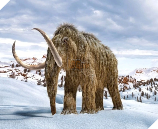 Xác voi ma mút 30.000 năm tuổi còn nguyên da và lông được tìm thấy tại một mỏ vàng Canada 