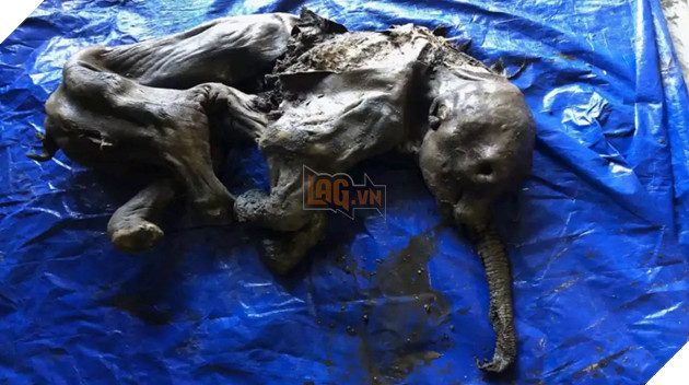 Xác voi ma mút 30.000 năm tuổi còn nguyên da và lông được tìm thấy tại một mỏ vàng Canada 