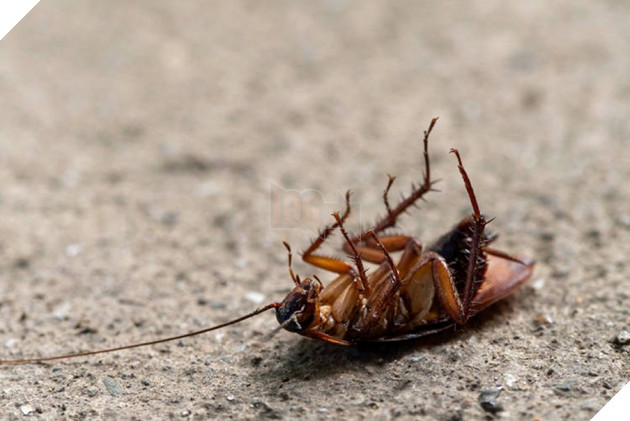 Góc nhanh làm giàu! Bạn sẽ nhận được 50 triệu đồng khi chấp nhận thả 100 con gián vào nhà