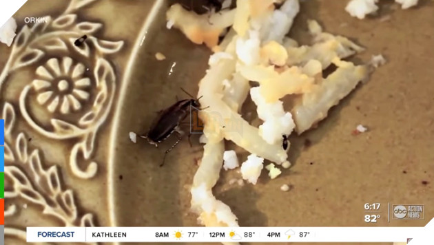 Góc nhanh làm giàu! Bạn sẽ nhận được 50 triệu đồng khi chấp nhận thả 100 con gián vào nhà 2