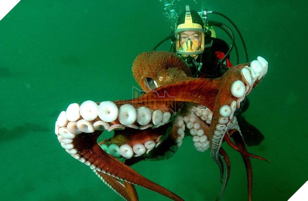 Bạch tuột thông minh đến mức kinh ngạc, khi chúng có chung gen trí tuệ với con người 