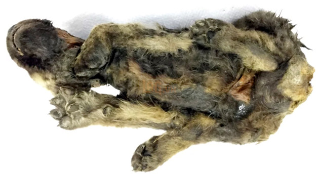 Xác ướp của một chú chó 18.000 năm tuổi với bộ lông và râu còn nguyên vẹn được xác định là một con sói 2