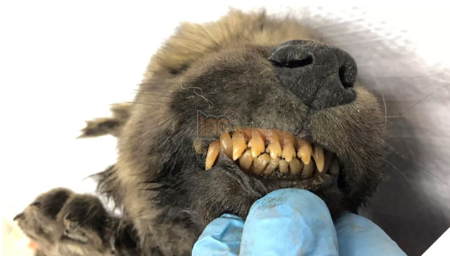 Xác ướp của một chú chó 18.000 tuổi với bộ lông và râu còn nguyên vẹn được xác định là một con sói 3
