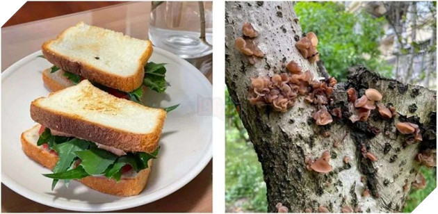 phân biệt chim và cây cỏ vì bị phong tỏa quá lâu