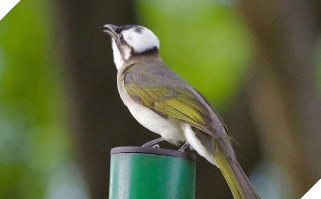 phân biệt chim và cây cỏ vì bị phong tỏa quá lâu