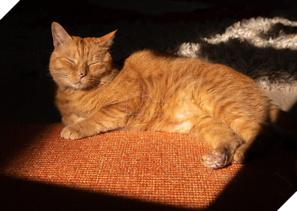 Nhà phát triển tựa game gây sốt Stray hé lộ nguồn cảm hứng cho chú mèo nhân vật chính 2