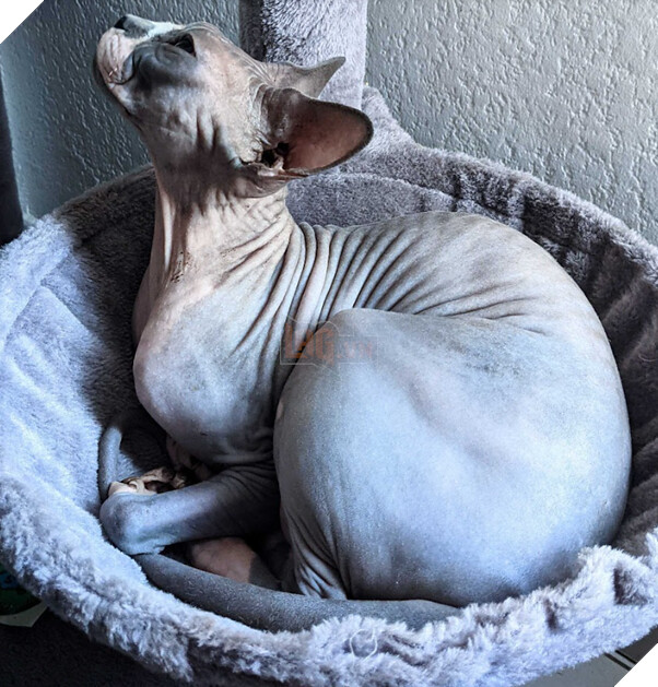 Nhà phát triển tựa game gây sốt Stray hé lộ nguồn cảm hứng cho chú mèo nhân vật chính 3