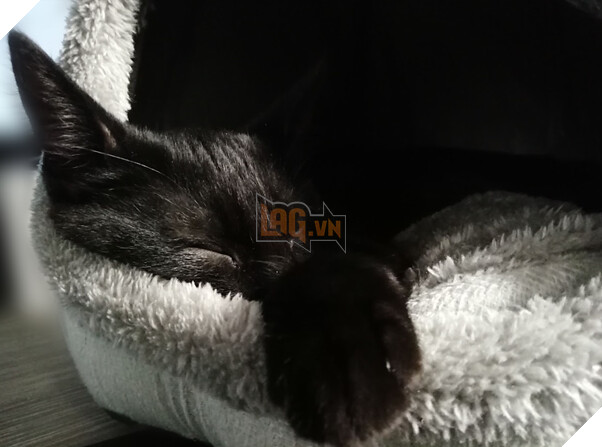 Nhà phát triển tựa game gây sốt Stray hé lộ nguồn cảm hứng cho chú mèo nhân vật chính 4