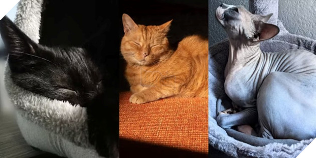 Nhà phát triển Stray hé lộ về nguồn cảm hứng để sáng tạo ra chú mèo nhân vật chính 2