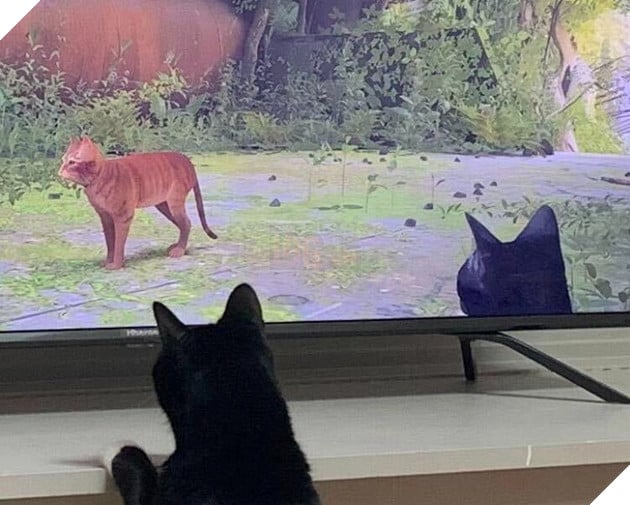 mèo cũng mê mẩn game stray