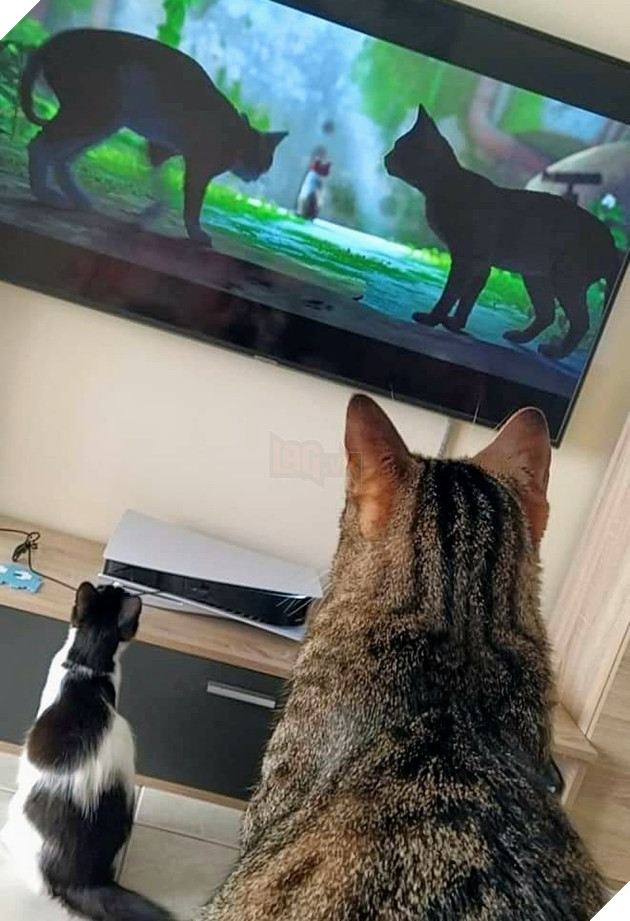 mèo cũng mê mẩn game stray