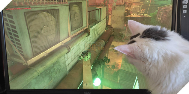 mèo cũng mê mẩn game stray