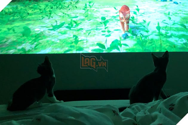 mèo cũng mê mẩn game stray