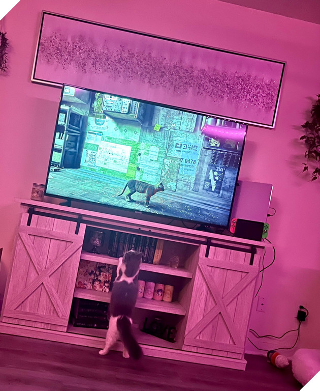 mèo cũng mê mẩn game stray